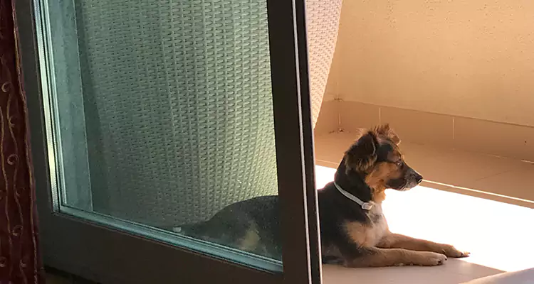 French Door Pet Screen Repair in Bayshore Gardens, FL